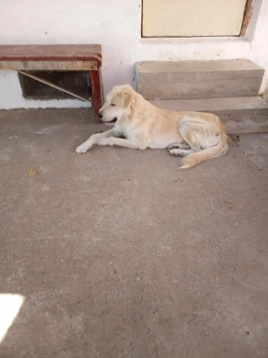 donez caine labrador - imagine 2