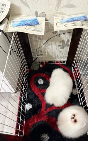 femele Pomeranian Mini Toy Show Class Pedigree Fci - imagine 2