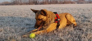 ciobanesc belgian malinois 