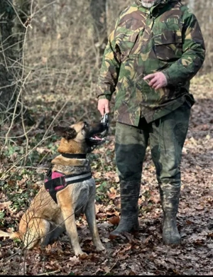 ciobanesc belgian malinois 