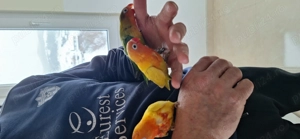 Papagali agapornis fischer  - imagine 2