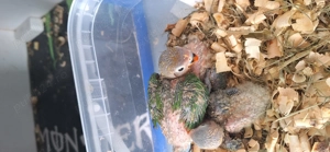 Papagali agapornis fischer 