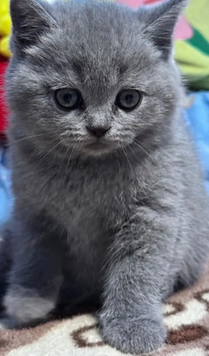 British shorthair 