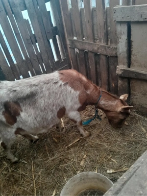 vand capre gestante  - imagine 5