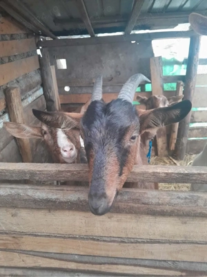 vand capre gestante  - imagine 3