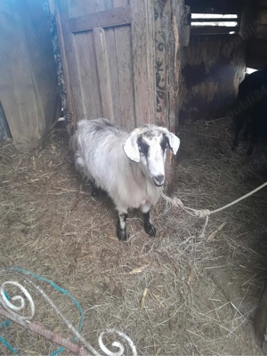 vand capre gestante  - imagine 4