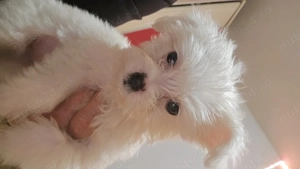 3 fetite Bichon maltez 
