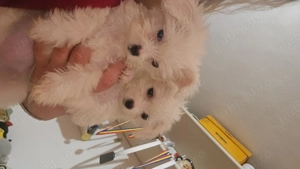 3 fetite Bichon maltez  - imagine 2
