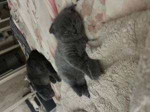 Vand pisica scootish fold