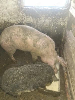 vând scrofița  - imagine 4