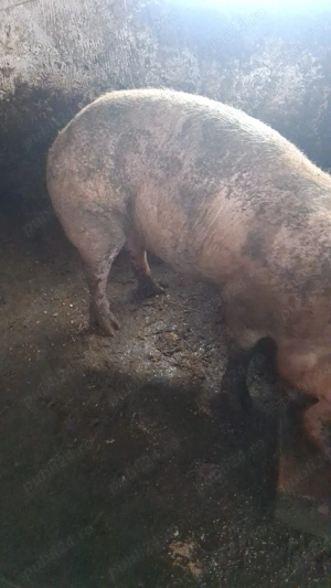 vând scrofița  - imagine 2