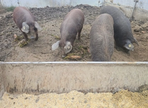 Mangaliță cu Duroc  - imagine 3