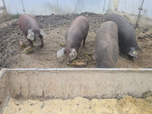 Mangaliță cu Duroc  - imagine 4