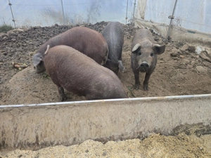 Mangaliță cu Duroc 