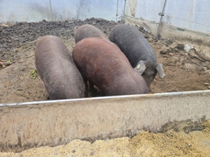 Mangaliță cu Duroc  - imagine 2