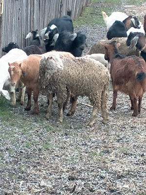 Berbec crescut la curte 