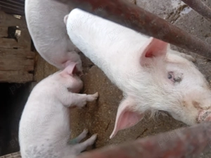 Purcei de 11 saptamani  - imagine 5