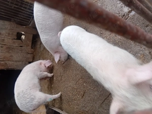 Purcei de 11 saptamani  - imagine 4