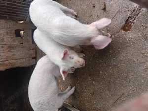 Purcei de 11 saptamani  - imagine 2