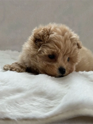 Fetiță maltipoo toy
