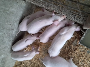 Purceivi landrace de vinzare - imagine 3