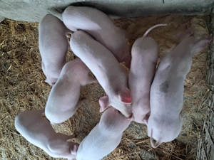 Purceivi landrace de vinzare - imagine 5