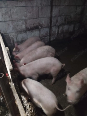 Mai multe detalii la telefon  