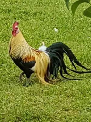 Cocosi Phoenix  - imagine 3