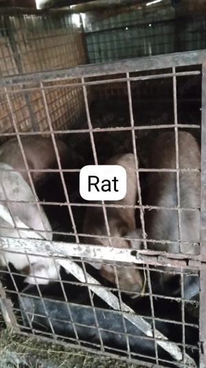 purcei disponibili - imagine 2