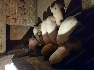 Purcei de vânzare  - imagine 3