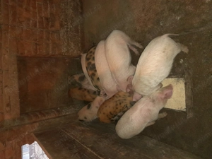 Purcei de vânzare  - imagine 2