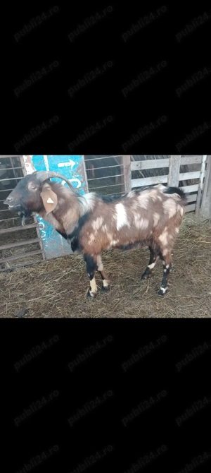 Capra 3 l la mulsoare  - imagine 4