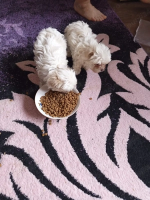 bisoni 8 săptămâni  - imagine 2