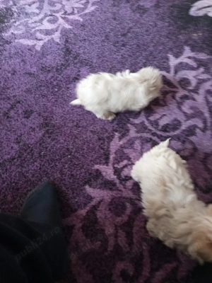 bisoni 8 săptămâni  - imagine 2