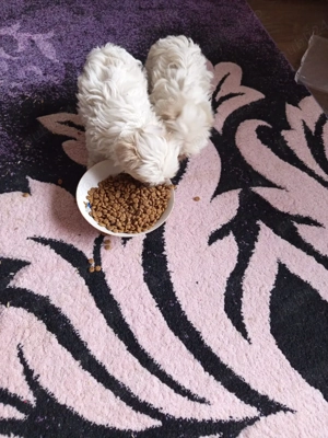 bisoni 8 săptămâni  - imagine 3