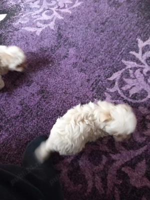 bisoni 8 săptămâni 