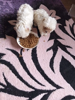 bisoni 8 săptămâni  - imagine 3