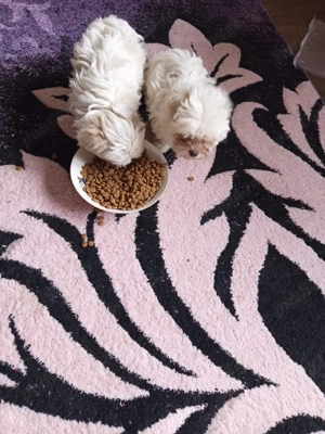 bisoni 8 săptămâni  - imagine 5