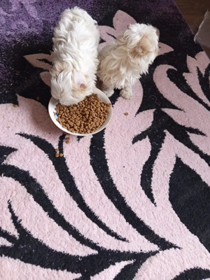 bisoni 8 săptămâni  - imagine 4