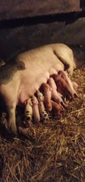 Scroafa cu purcei de vanzare