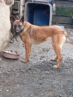 Cățea de vînzare Ciobanesc melinos  - imagine 2