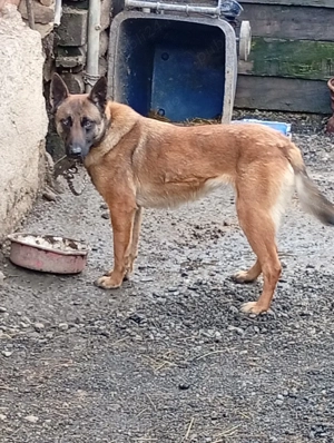 Cățea de vînzare Ciobanesc melinos 