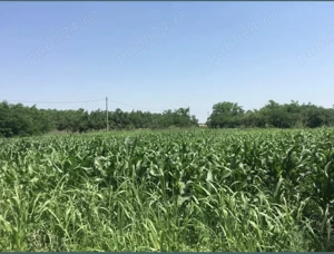 Super Ocazie: Vand teren Tăriceni, Jud. Călărași la doar 1,5 h de București  - imagine 2