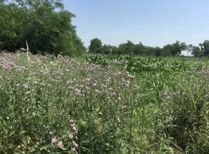 Super Ocazie: Vand teren Tăriceni, Jud. Călărași la doar 1,5 h de București  - imagine 3