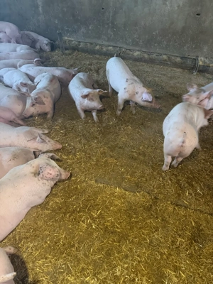 porci de carne - imagine 3