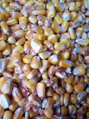 Porumb boabe de vanzare 