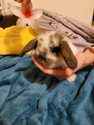 Iepuri berbec german  pitic - imagine 4