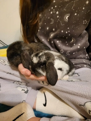 Iepuri berbec german  pitic - imagine 2