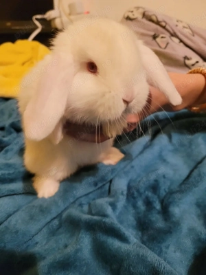 Iepuri berbec german  pitic - imagine 3