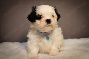 Vand pui shitzu 7 săptămâni  - imagine 2